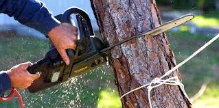 Best Tree Trimming and Pruning  in Mission Viejo, CA